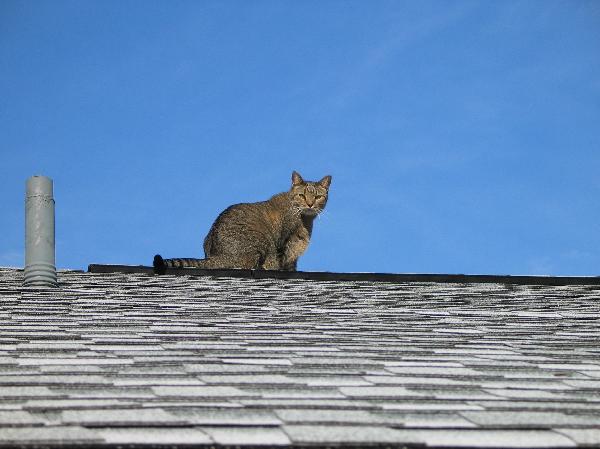 Leo on the roof