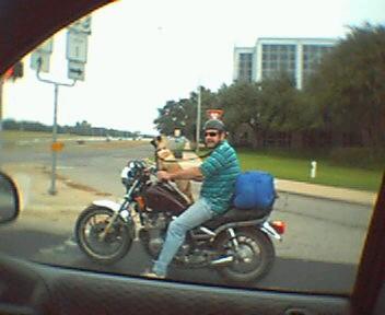 Too funny - dog on a motorcycle!